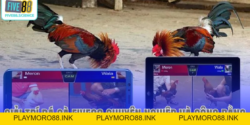 Đá Gà Five88 - Đấu Trường Kê Chiến Trực Tuyến Uy Tín 2026 - playmoro88